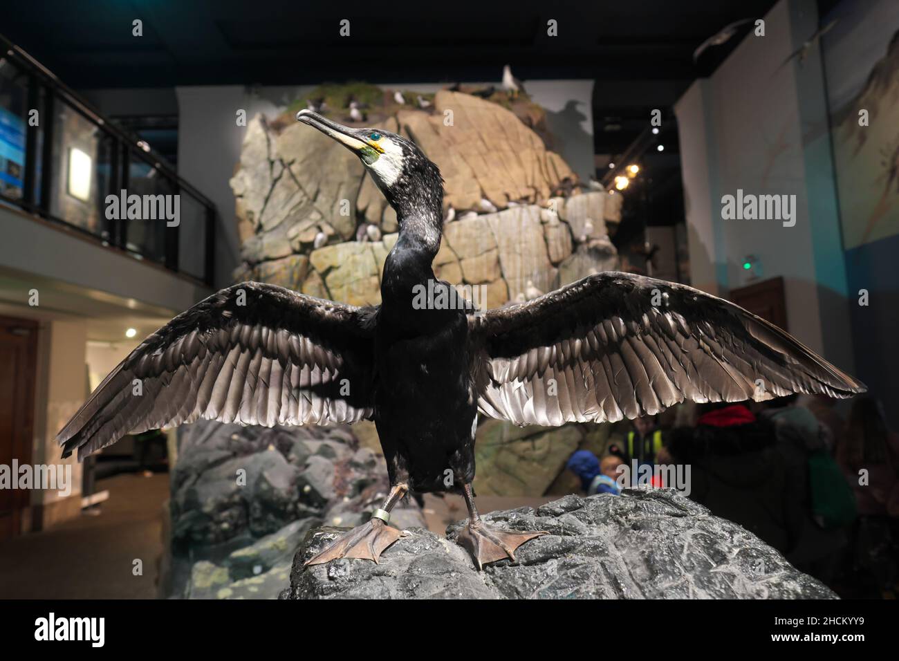 A comorant bird ( Phalacrocorax carbo ) exhibit in the natural history section of the National Museum Wales in Cardiff Wales UK Stock Photo