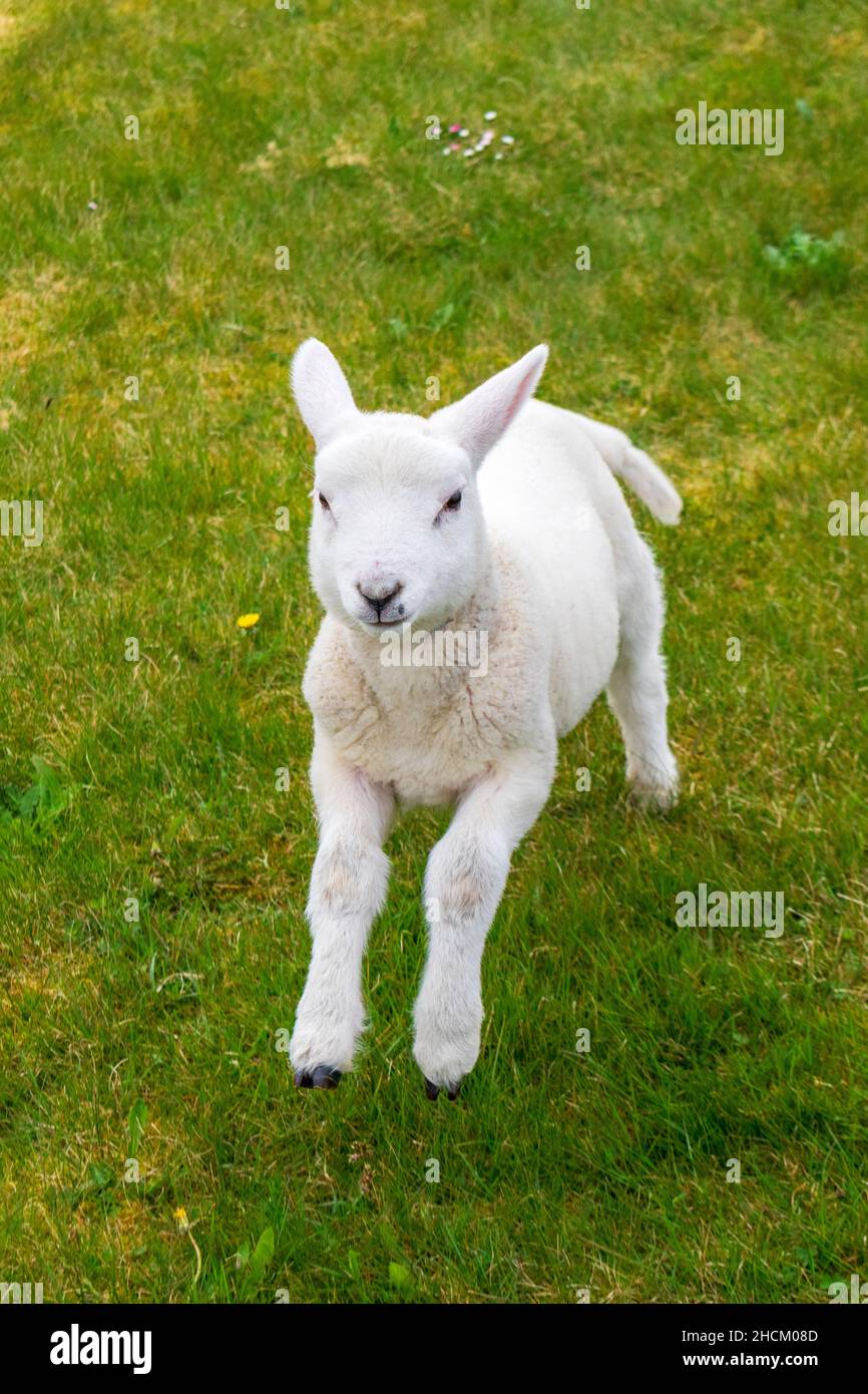 Baby lamb jumping hires stock photography and images Alamy