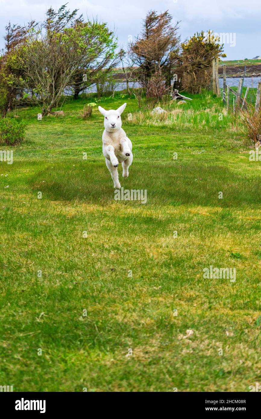 Single baby lamb jumping in Springtime Stock Photo Alamy