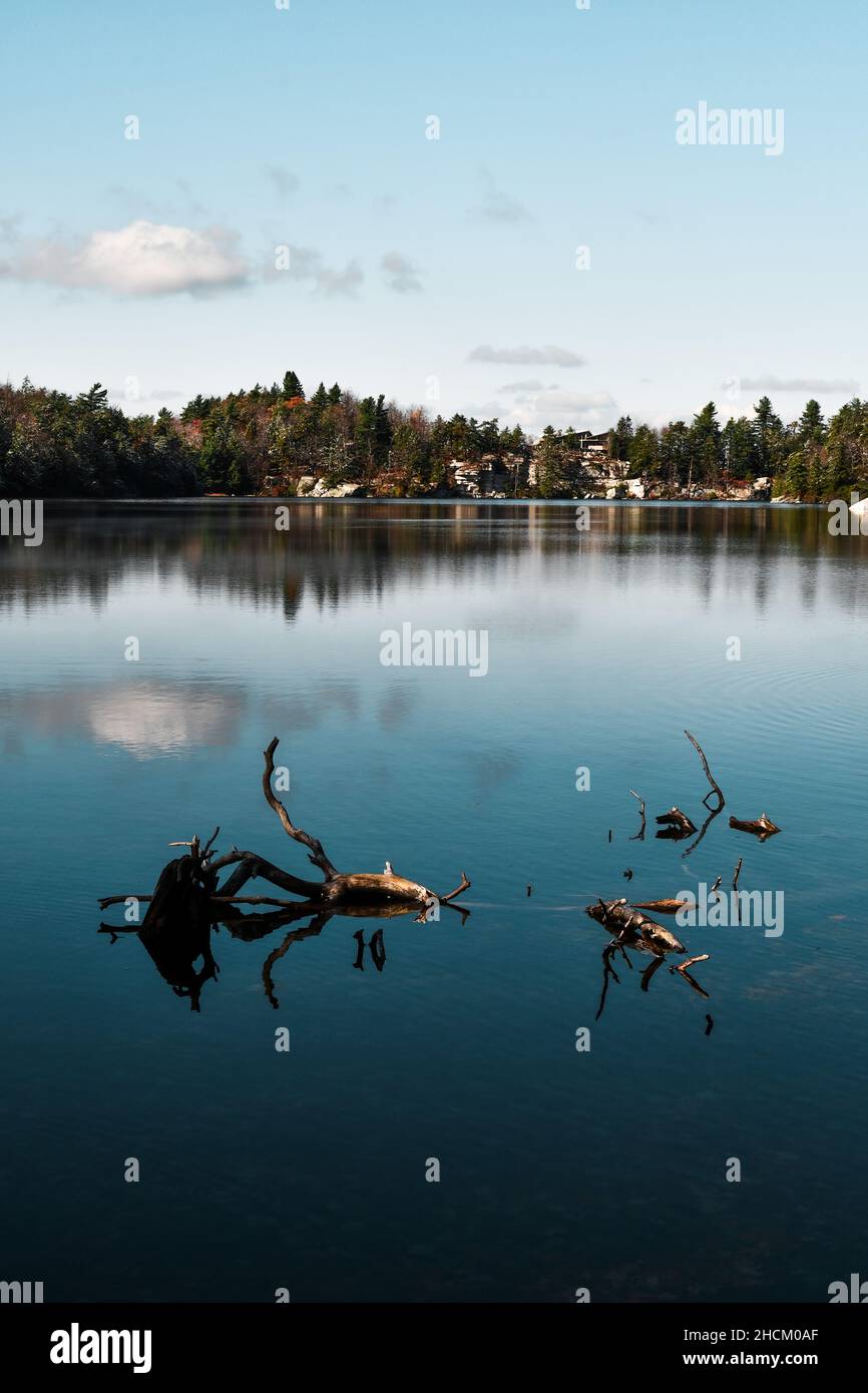 Vertical shot of rotten tree branches in a lake surrounded by a town on a sunny day Stock Photo
