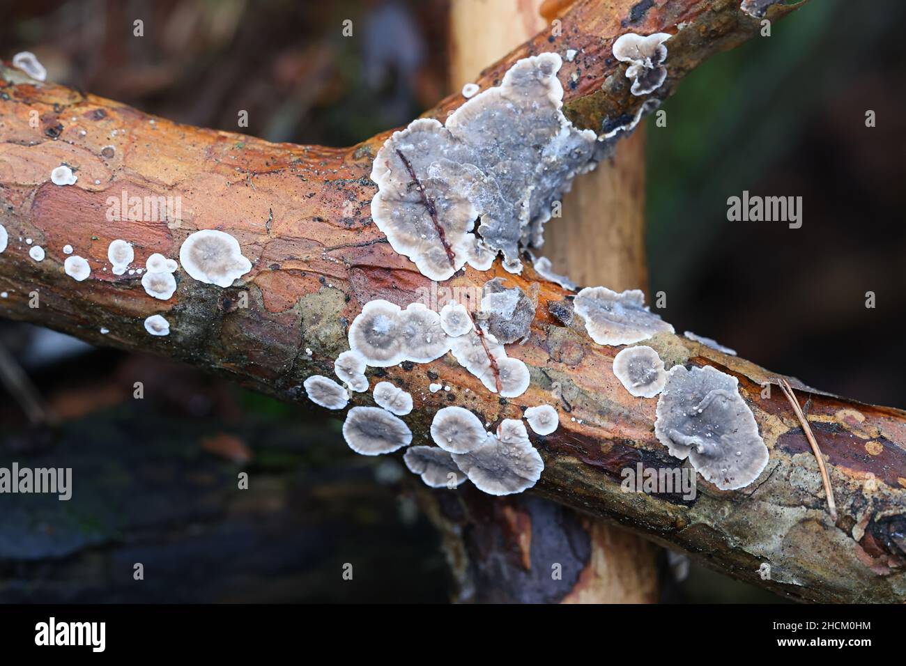 Stereum sanguinolentum, known as bleeding conifer crust, wild fungus from Finland Stock Photo