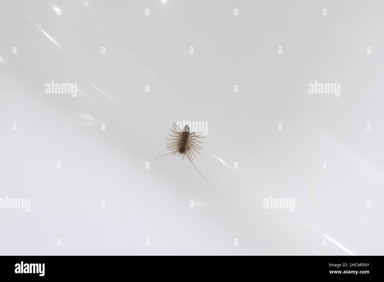 Woodlouse house hires stock photography and images Alamy