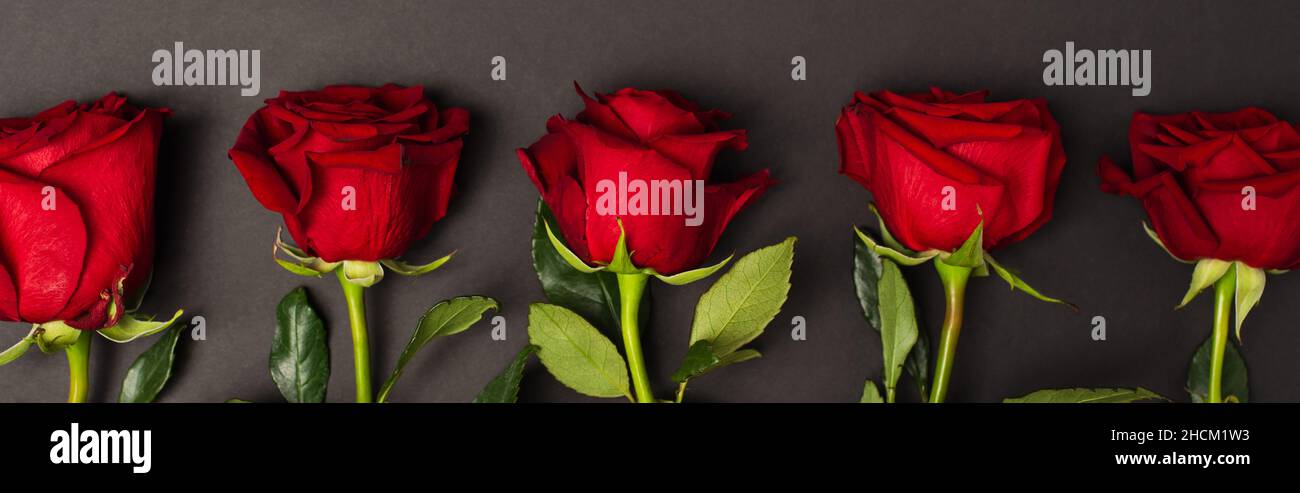 Grey Red Roses Grey background of red roses hi-res stock photography and images - Alamy