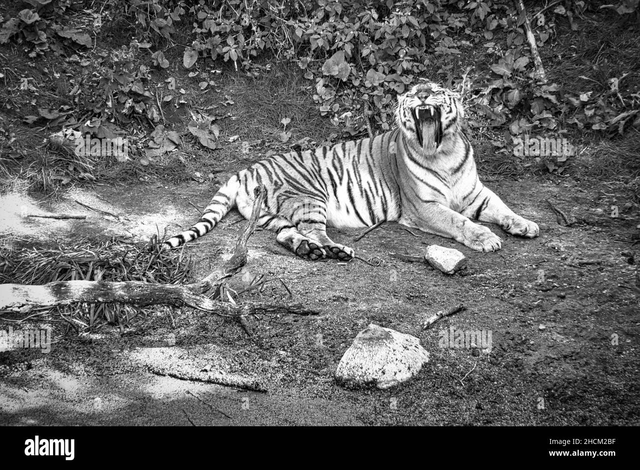 siberian tiger yawning, in black and white, lying relaxed on a meadow