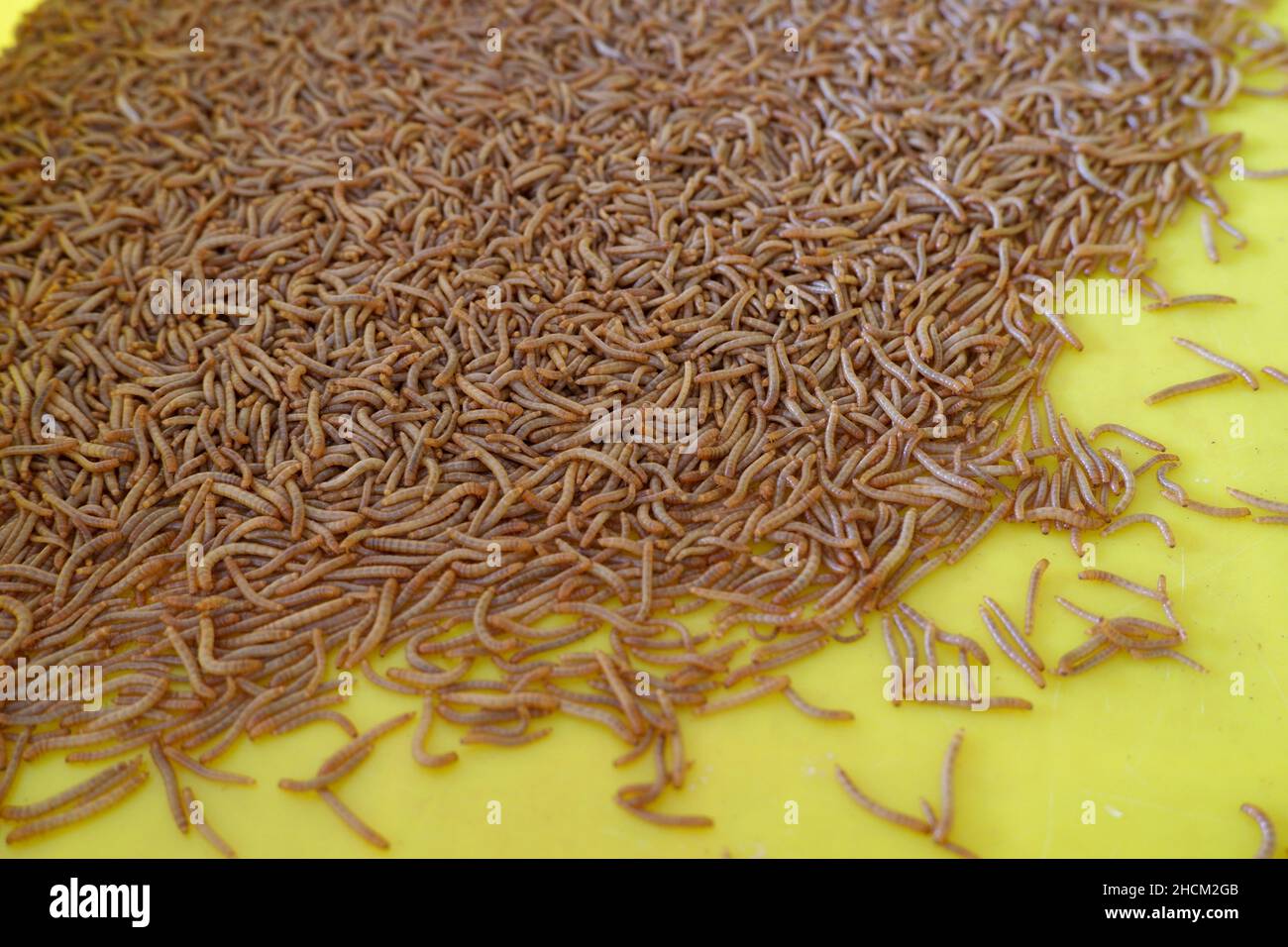 Mealworms beetle tenebrio molitor, Indonesian called ulat hongkong