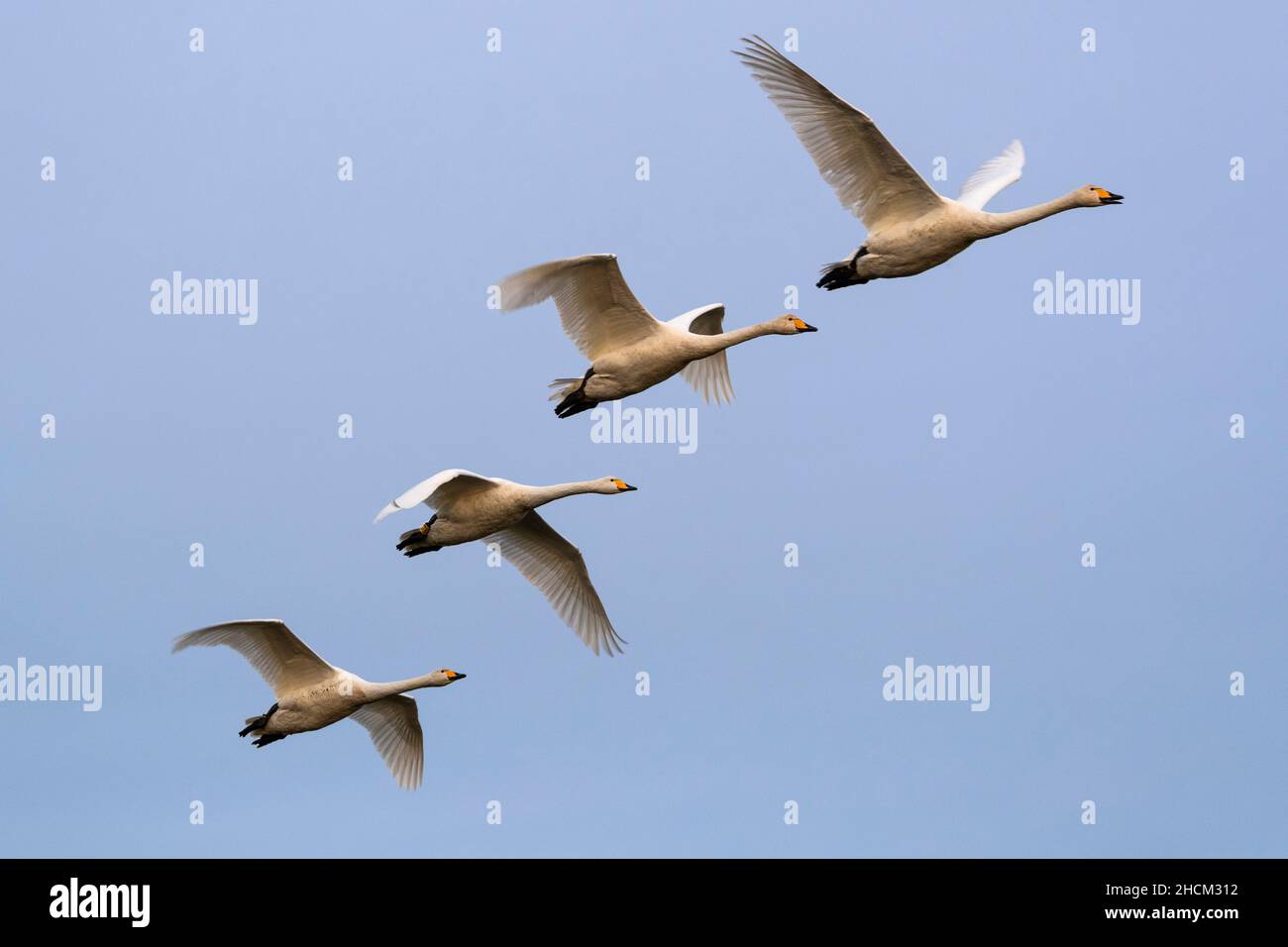 Whooper swans (Cygnus cygnus) in flight, Caerlaverock WWT, Dumfries & Galloway, Scotland, UK Stock Photo
