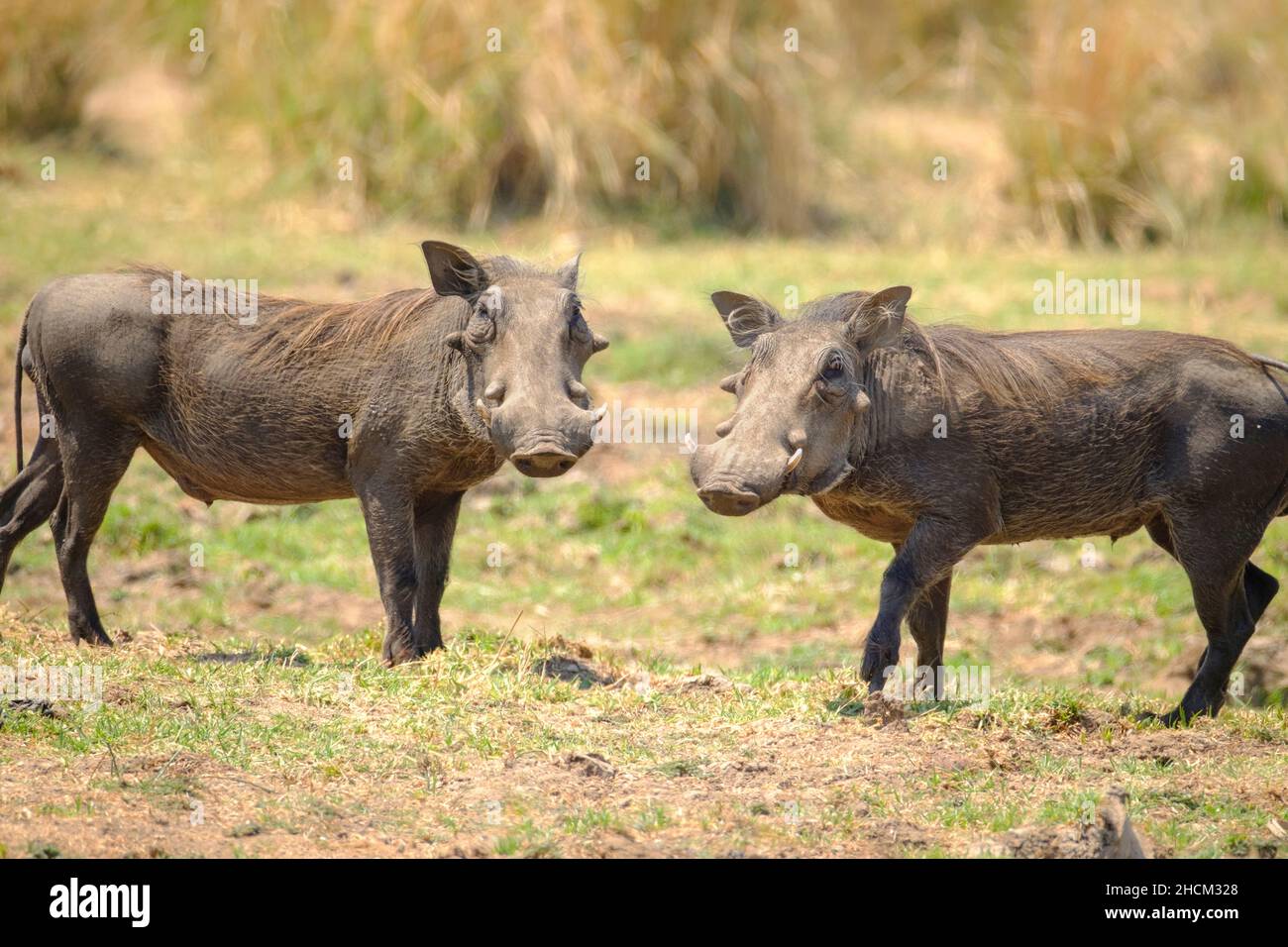 2 Warthogs (Phacochoerus africanus) looking into camera. Lower Zambezi River,  Zambia, Africa Stock Photo - Alamy