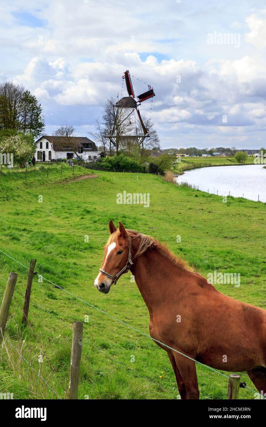 Horse, dike, canal and windmill in a typical Dutch landscape Stock Photo