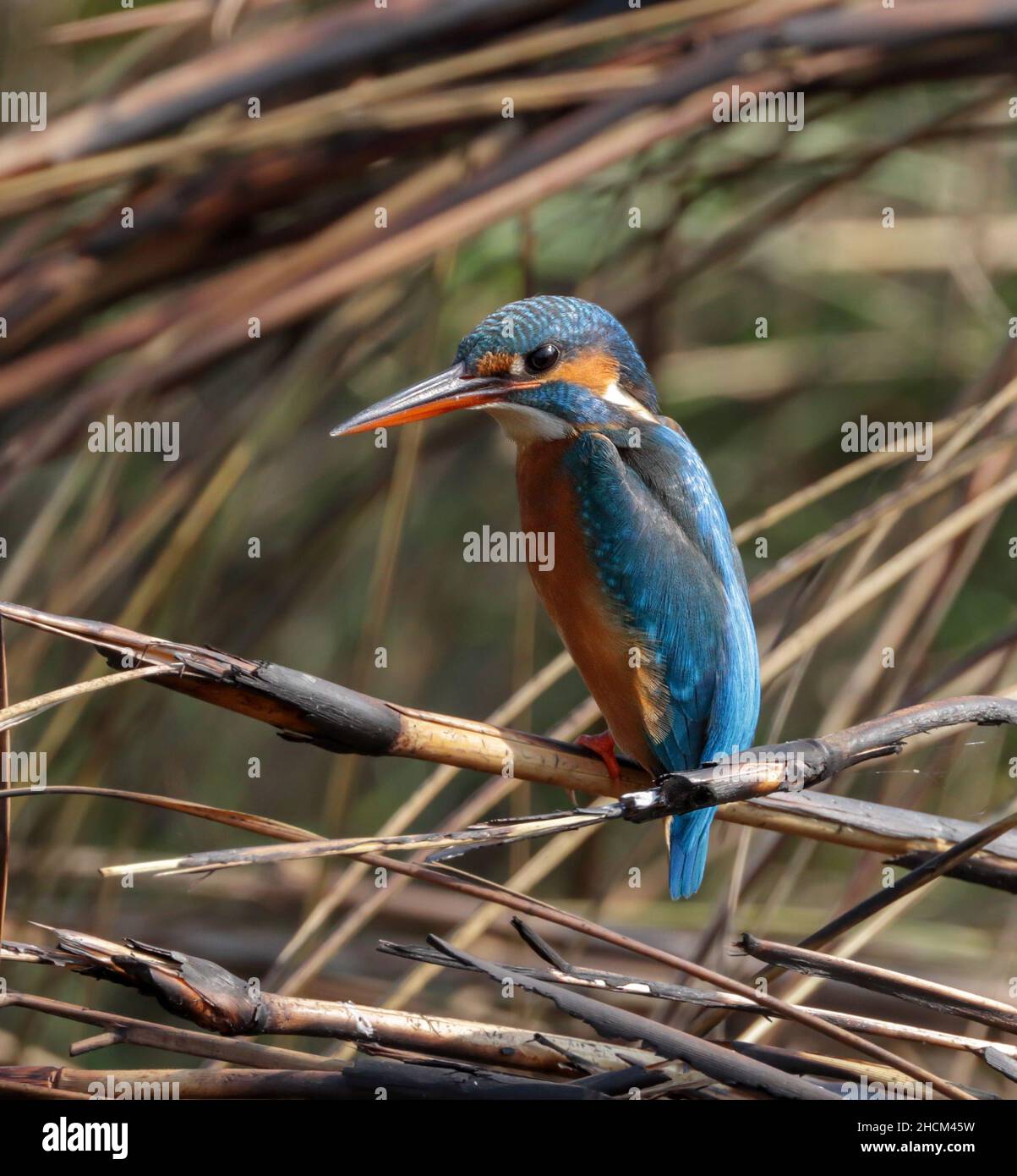 The common kingfisher, also known as the Eurasian kingfisher and river kingfisher, is a small kingfisher with seven subspecies recognized within its w Stock Photo