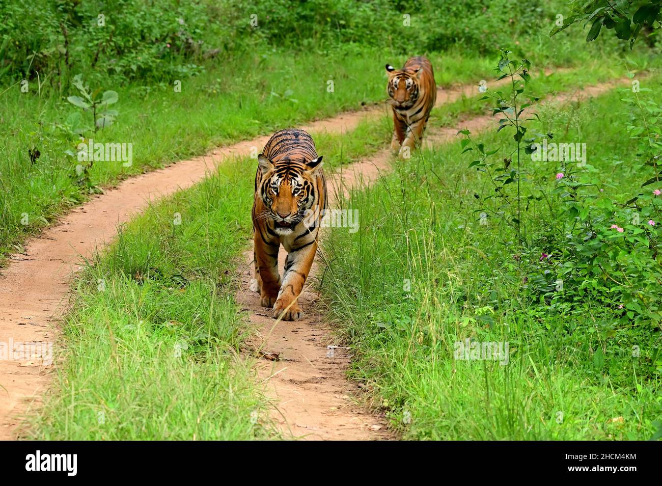 Cute tigers walking on a jungle Stock Photo