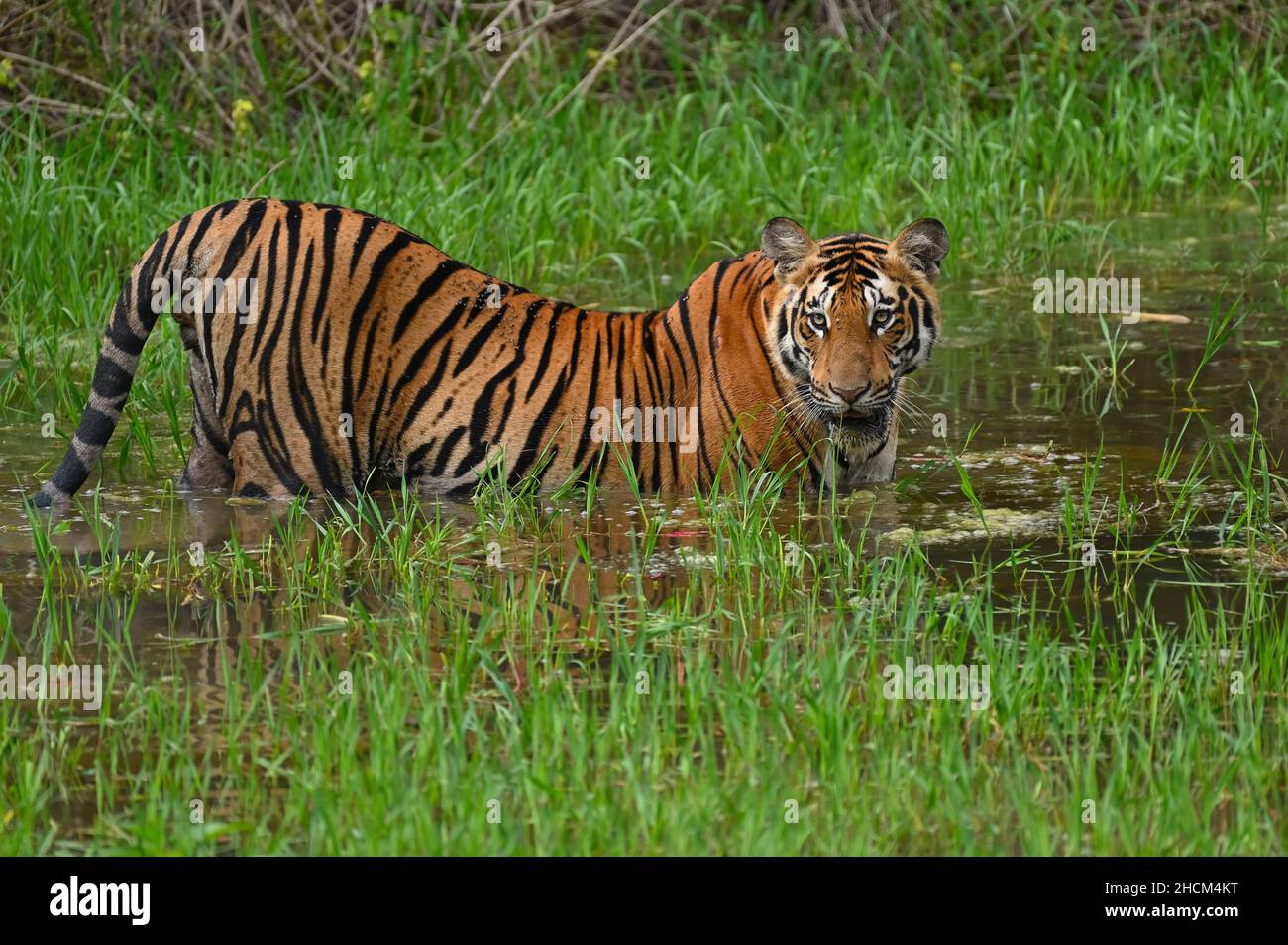 Cute tiger swimming on a river in a jungle Stock Photo