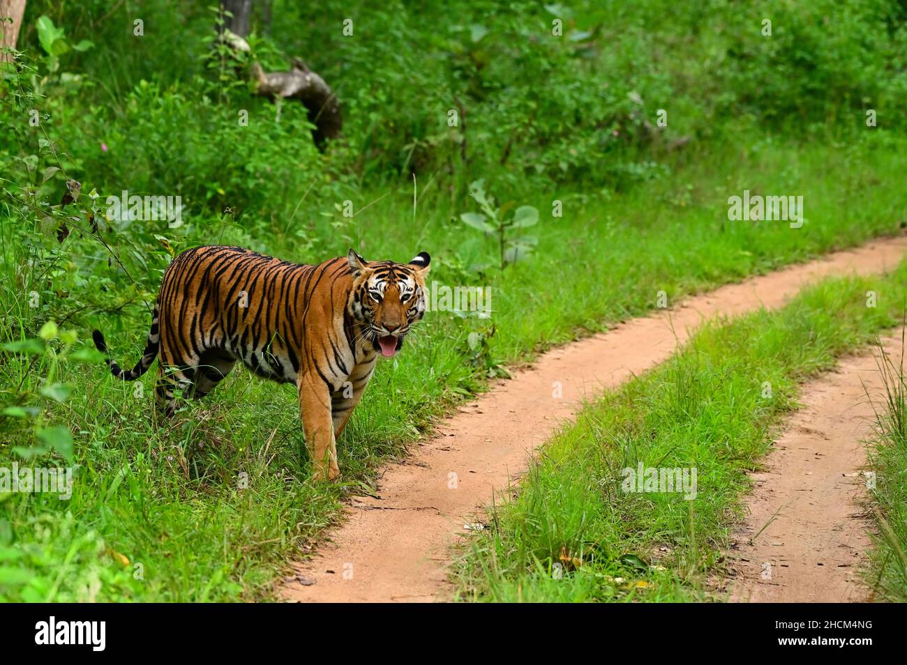 Closeup shot of a tiger on a jungle Stock Photo