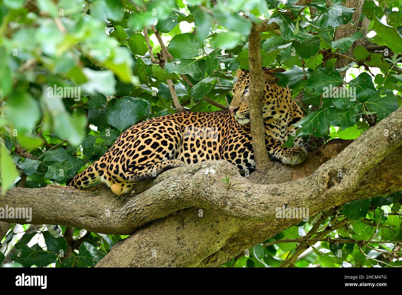 Closeup shot of a leopard on a tree in a jungle Stock Photo