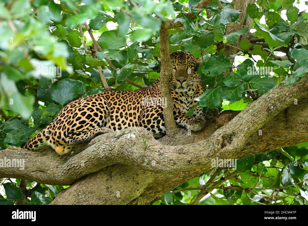 Closeup shot of a leopard on a tree in a jungle Stock Photo