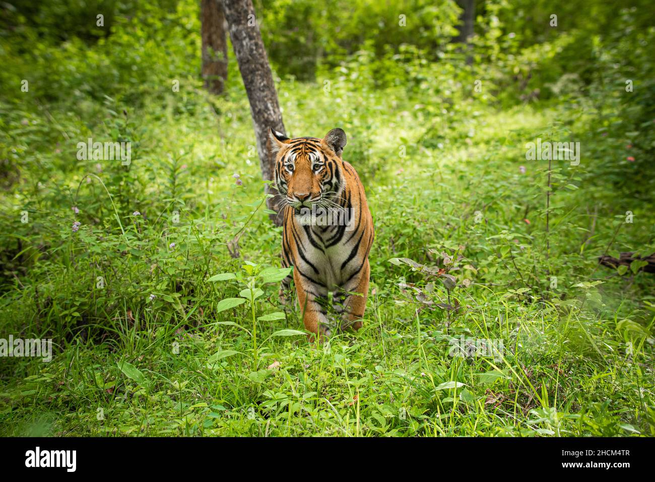 Closeup shot of a tiger on a jungle Stock Photo