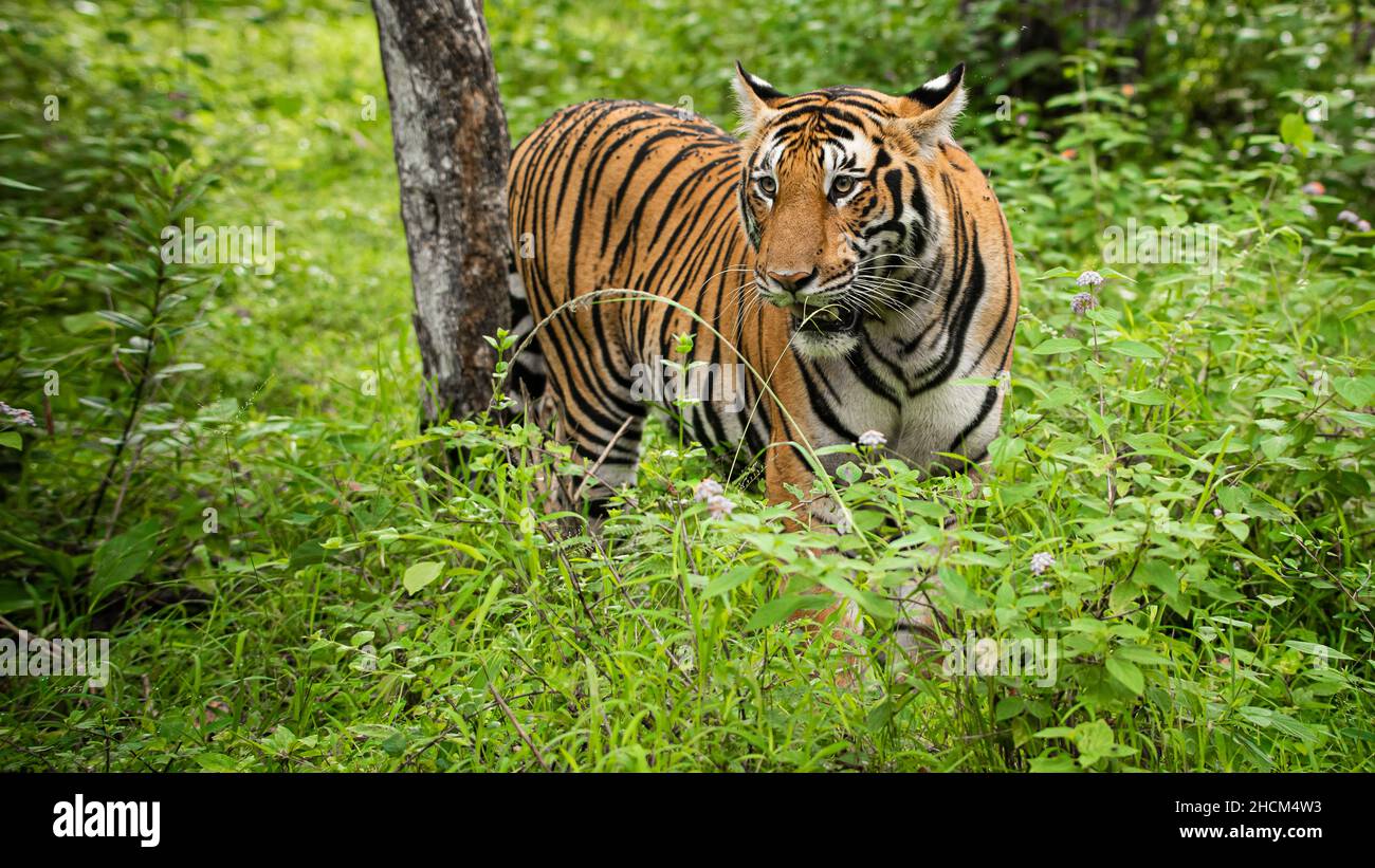 Closeup shot of a tiger on a jungle Stock Photo