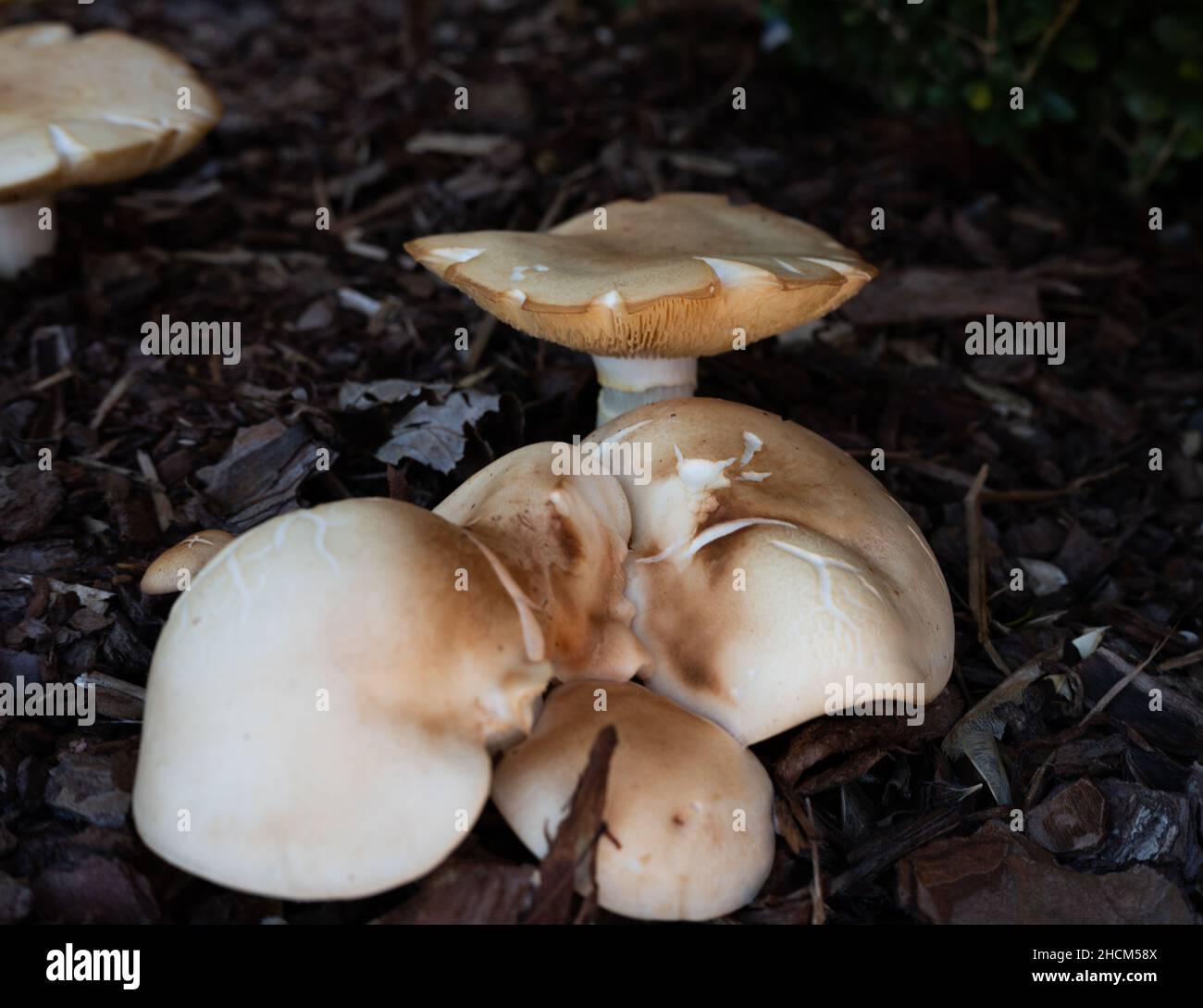 Closeup of fairy ring mushrooms growing on the ground surrounded by leaves Stock Photo