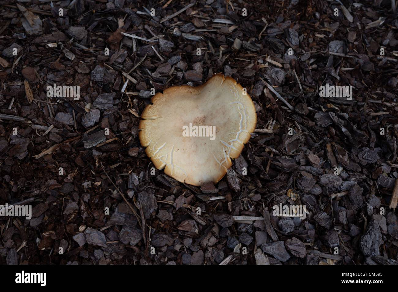 Top view of a fairy ring mushroom growing on the ground surrounded by leaves Stock Photo