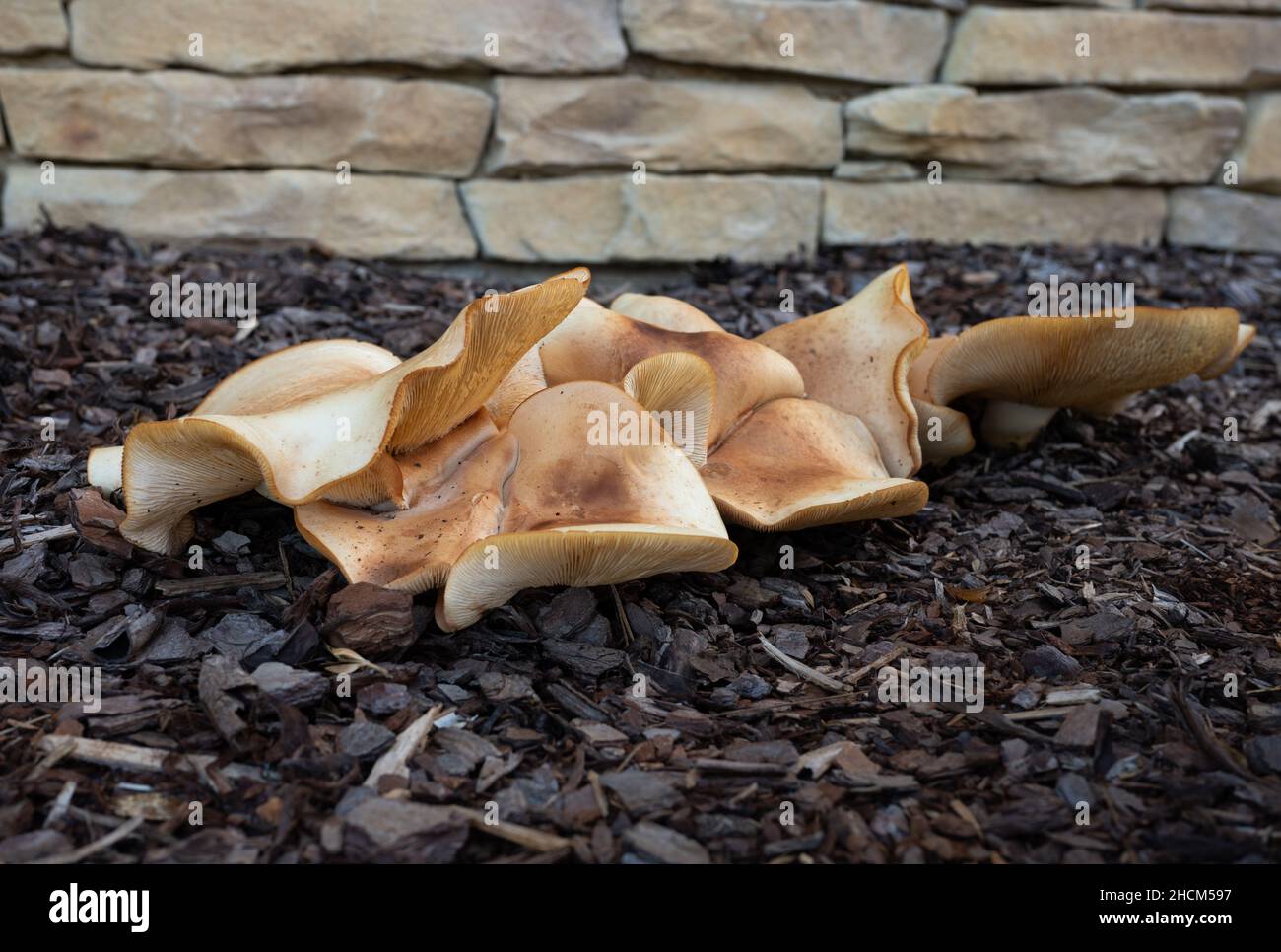 Closeup of fairy ring mushrooms growing on the ground in front of a brick wall Stock Photo
