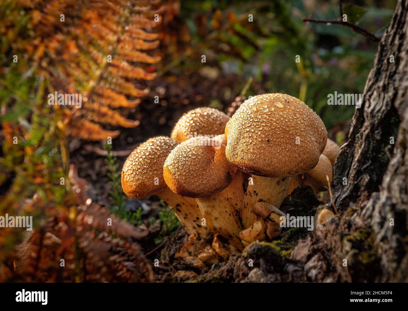 A clump of Fungi in Wareham forest Stock Photo