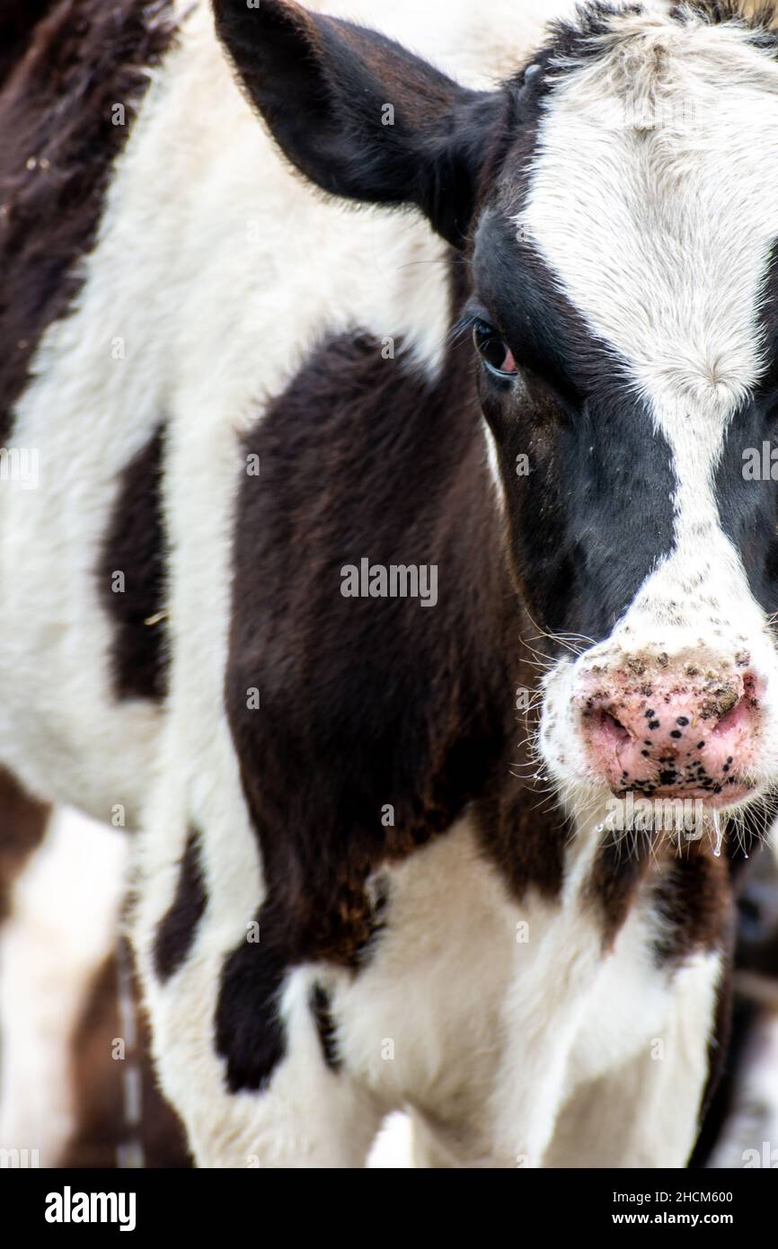 Vertical shot of a Dairy cattle during the day Stock Photo - Alamy