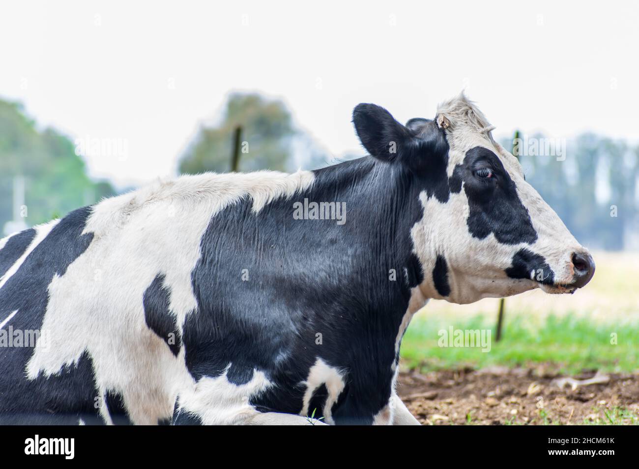 Beautiful shot of a Dairy cattle during the day Stock Photo - Alamy