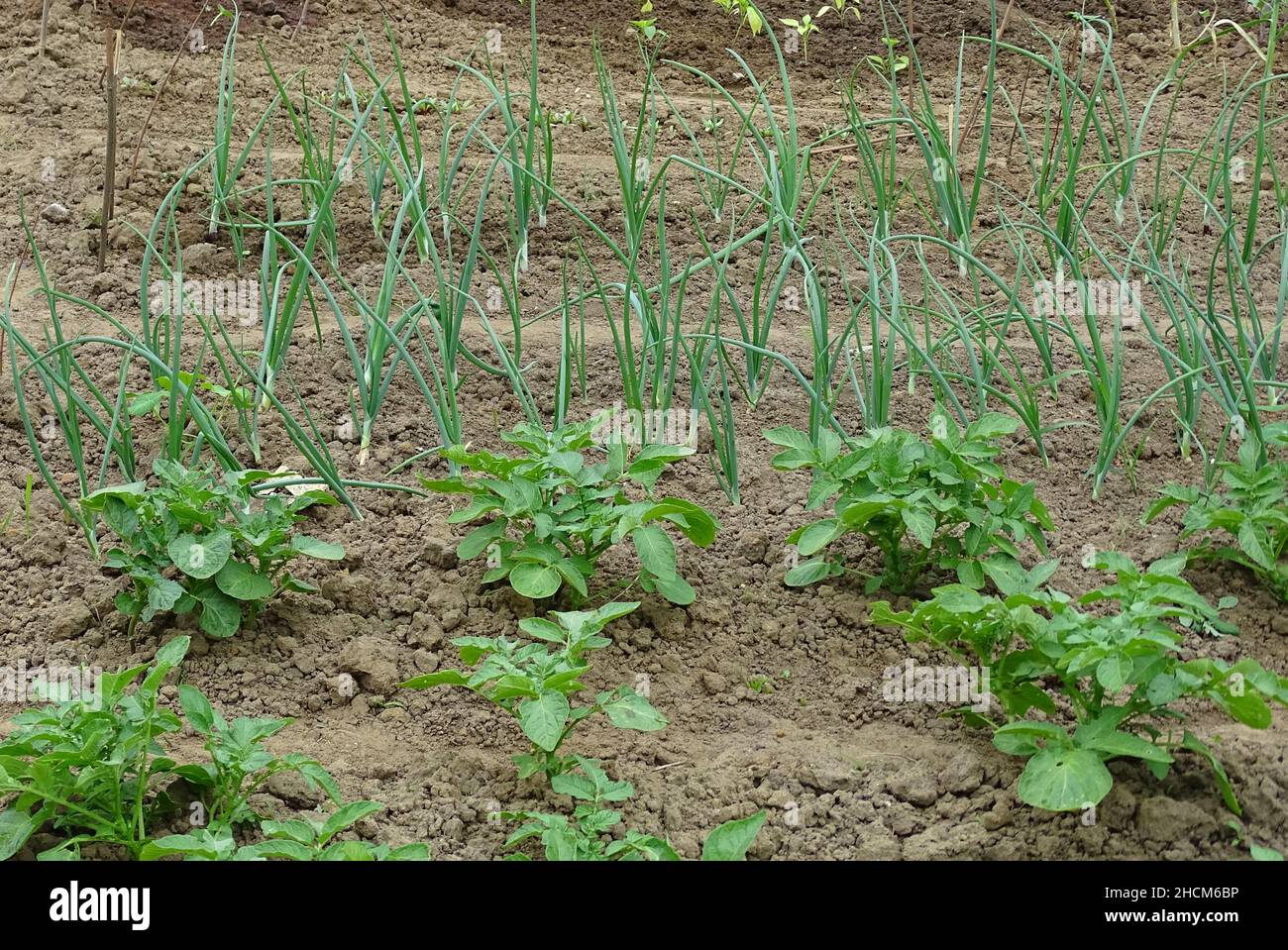 Kitchen garden, vegetable garden with potato and onion Stock Photo Alamy