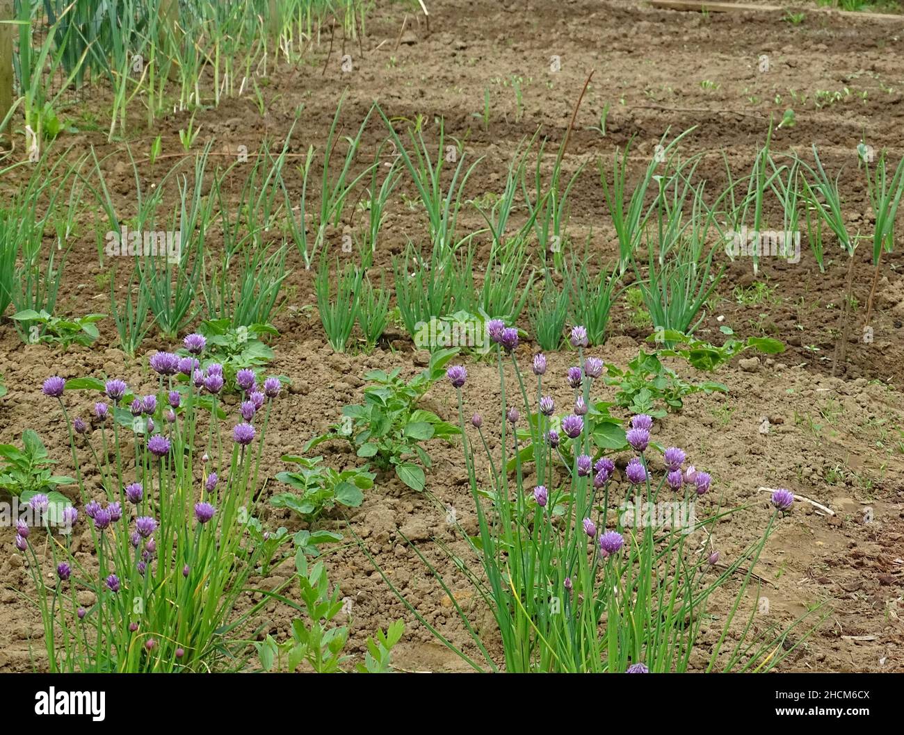 Kitchen garden with flowering chives, potato and onion Stock Photo Alamy