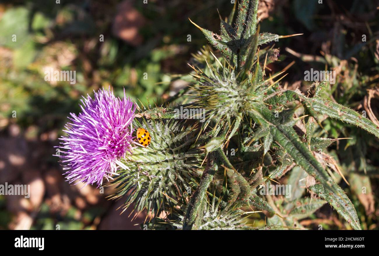 Wild purple flower and yellow ladybird with black spots Stock Photo Alamy