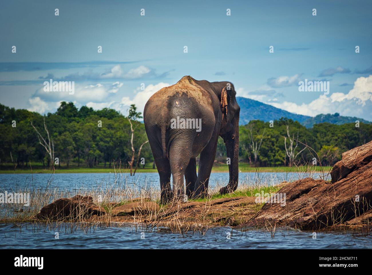 Asian elephant on the bay of a lake in Sri Lanka Stock Photo