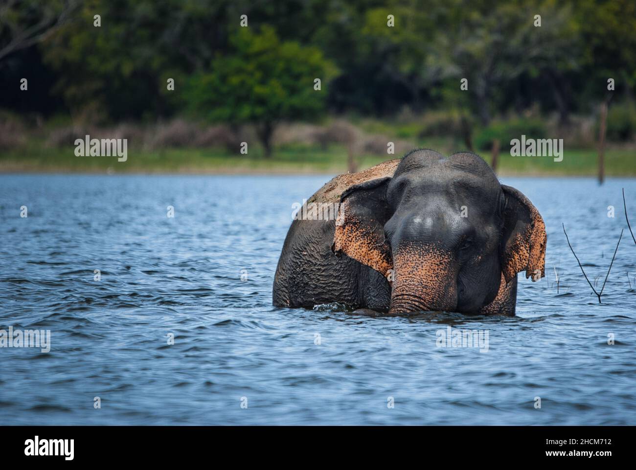 Asian elephant in a lake in Sri Lanka Stock Photo