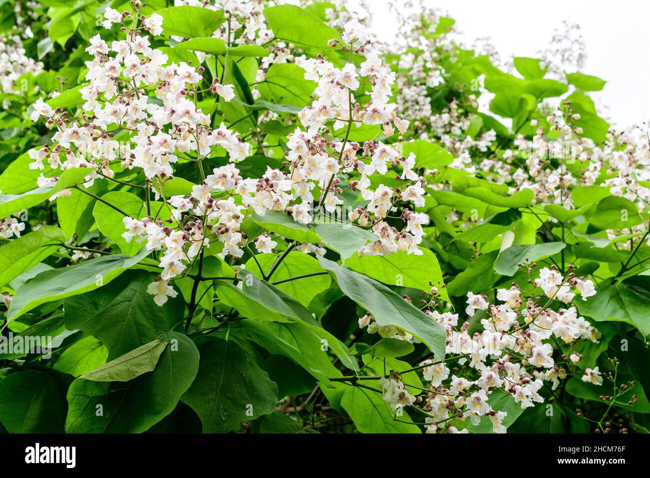 Large branches with decorative white flowers and green leaves of Catalpa bignonioides plant commonly known as southern catalpa, cigartree or Indian be Stock Photo