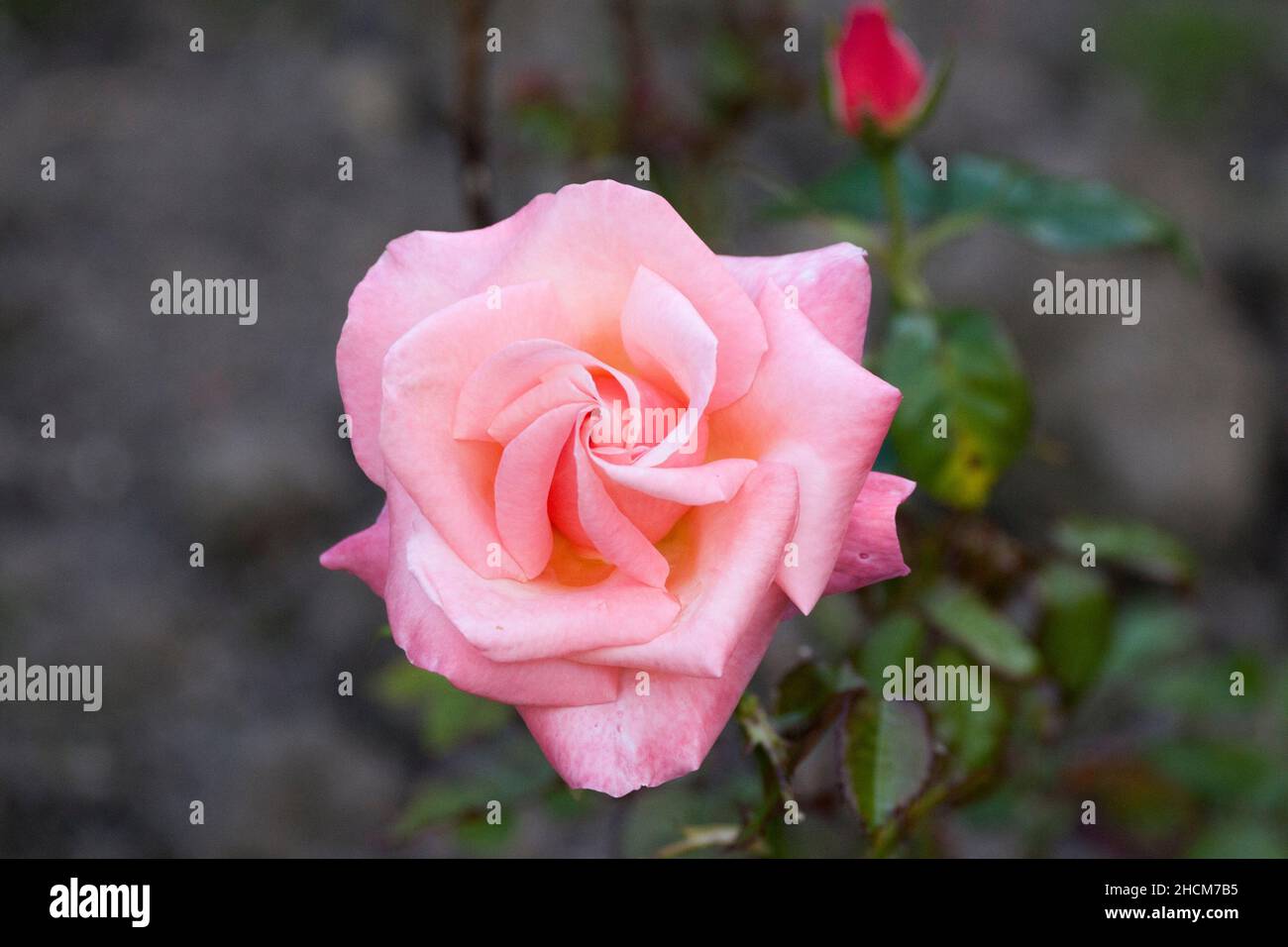 Close up shot of a beautiful pink rose in the park Stock Photo - Alamy