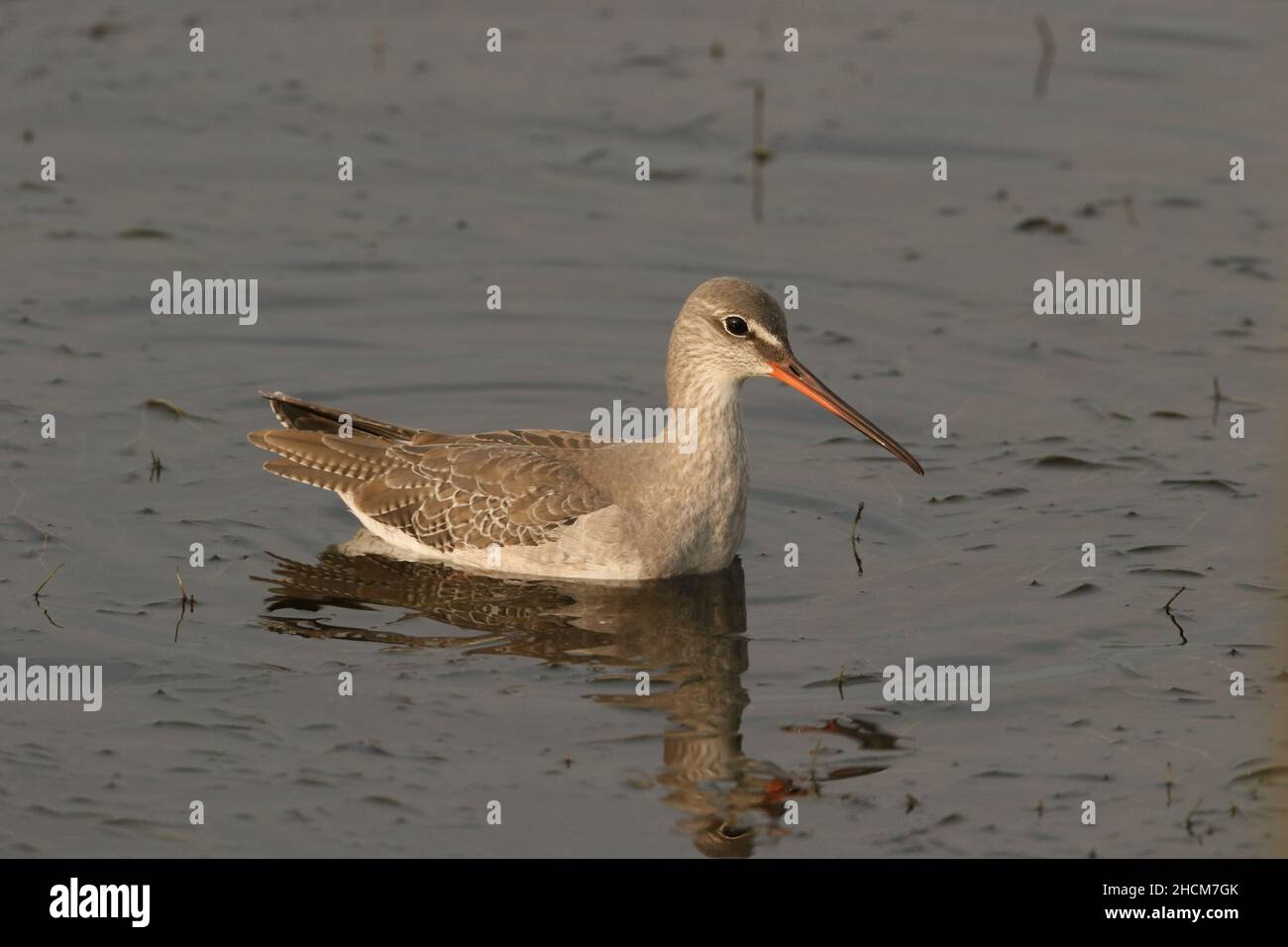 Spotted redshank in Winter plumage, as breeding plumage is black with black legs. An elegant wader that utilises deeper water than a redshank. Stock Photo