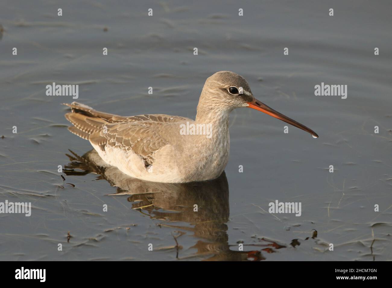 Spotted redshank in Winter plumage, as breeding plumage is black with black legs. An elegant wader that utilises deeper water than a redshank. Stock Photo