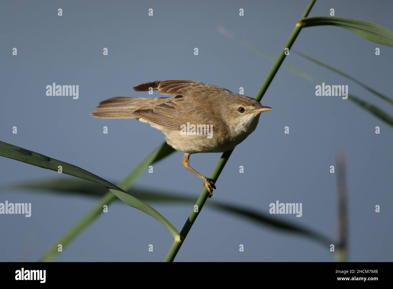 These images show a very late reed warbler in the UK with yellow legs and talons, unusual for this species!!! or is it a different species ? Stock Photo