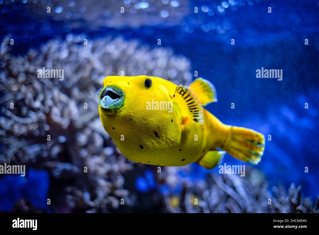 Yellow golden puffer guineafowl puffer fish underwater Stock Photo Alamy