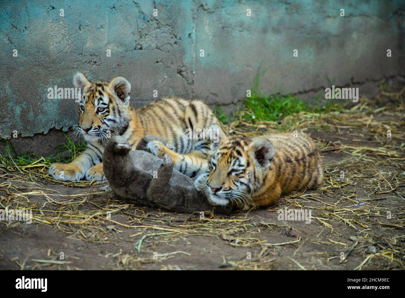 Two young Bengal Tiger Cubs play-fighting at Cougar Mountain Zoo Stock  Photo - Alamy