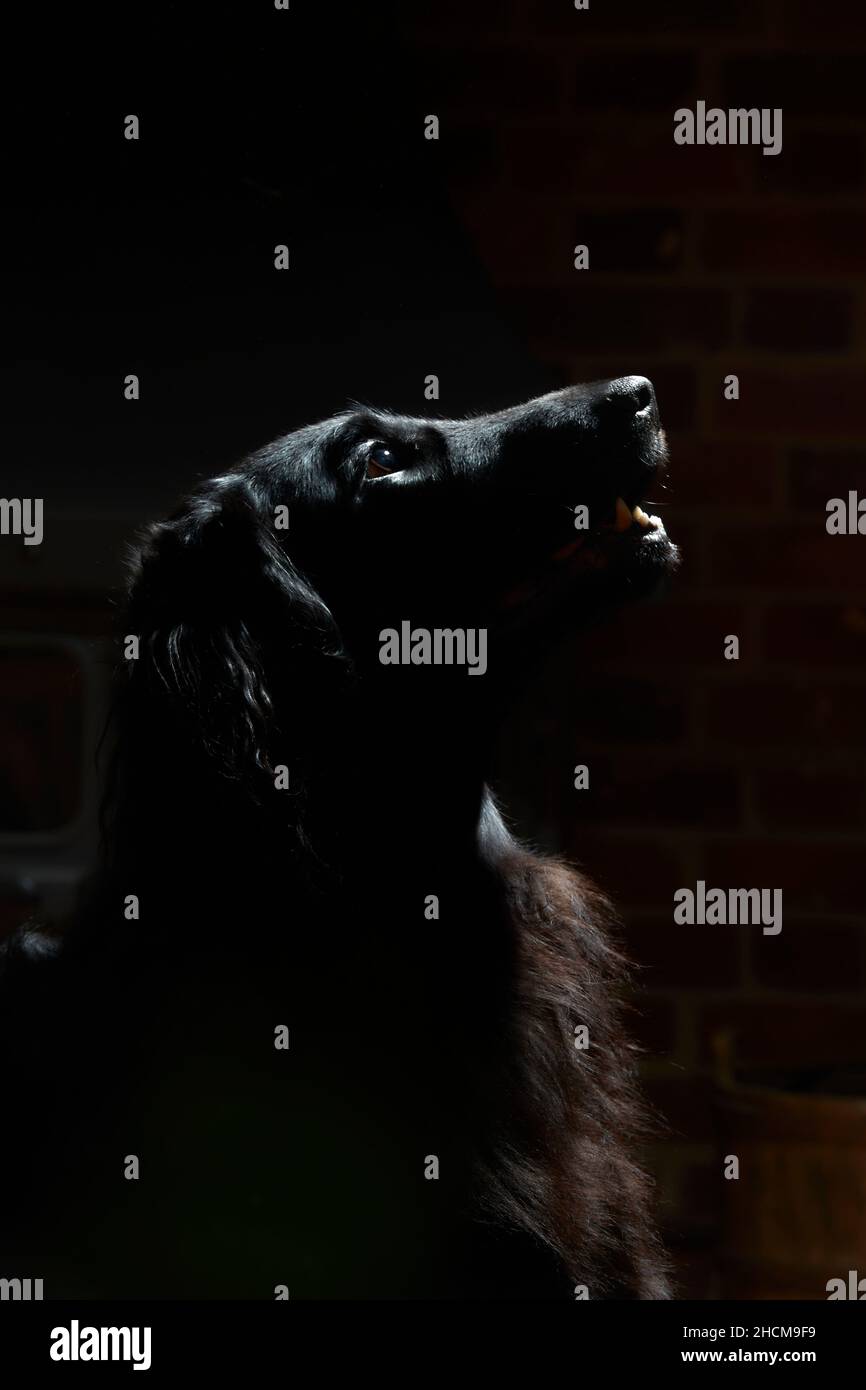 BLACK LONG COAT RETRIEVER Stock Photo Alamy