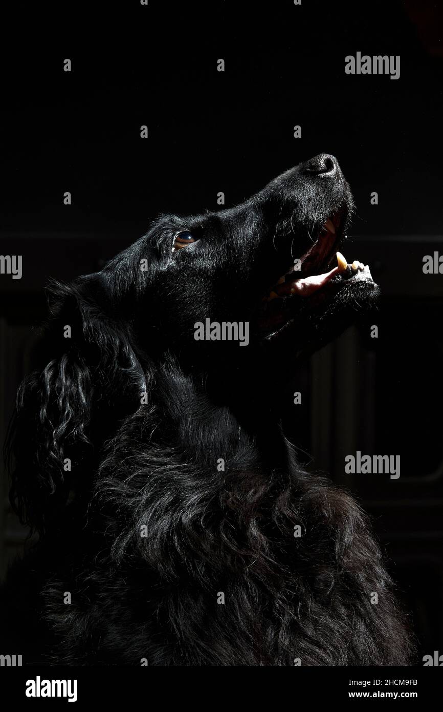 BLACK LONG COAT RETRIEVER Stock Photo Alamy
