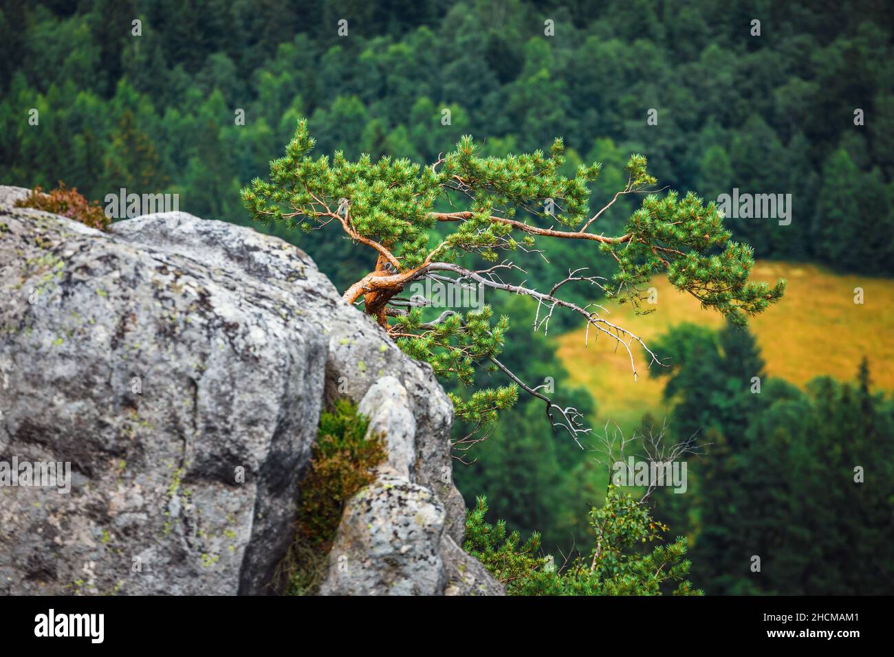 Lonely pine tree growing on the rocks Stock Photo - Alamy