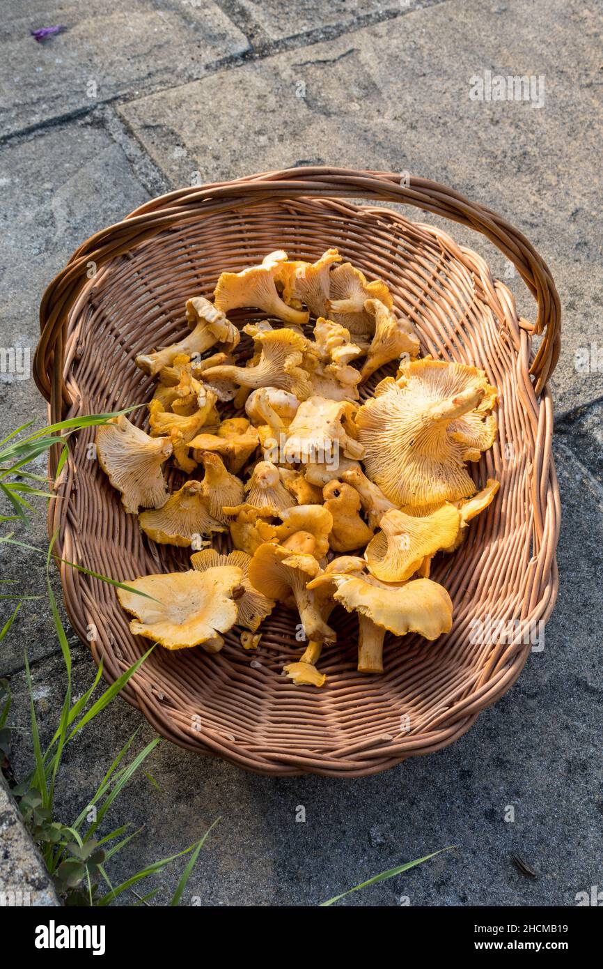 UK, England, Devon. Golden chanterelle mushroom (Cantharellus Cibarius