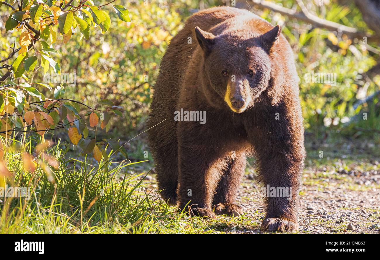 Black bear walking forest hi-res stock photography and images - Alamy