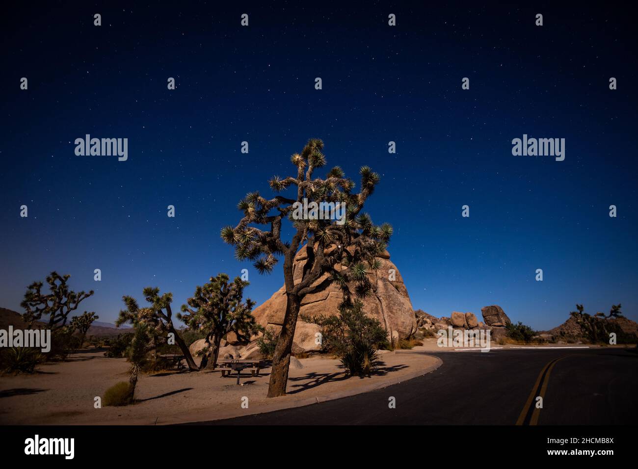A beautiful view of a Joshua tree national park under the starry night sky Stock Photo