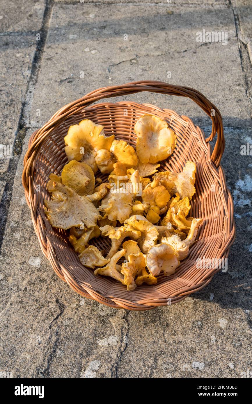 UK, England, Devon. Golden chanterelle mushroom (Cantharellus Cibarius