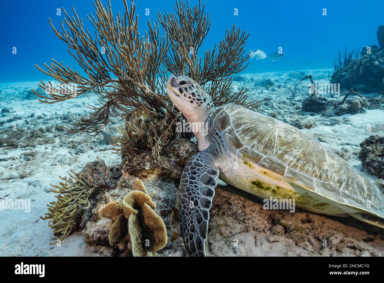 Seascape with Green Sea Turtle in the coral reef of Caribbean Sea, Curacao Stock Photo