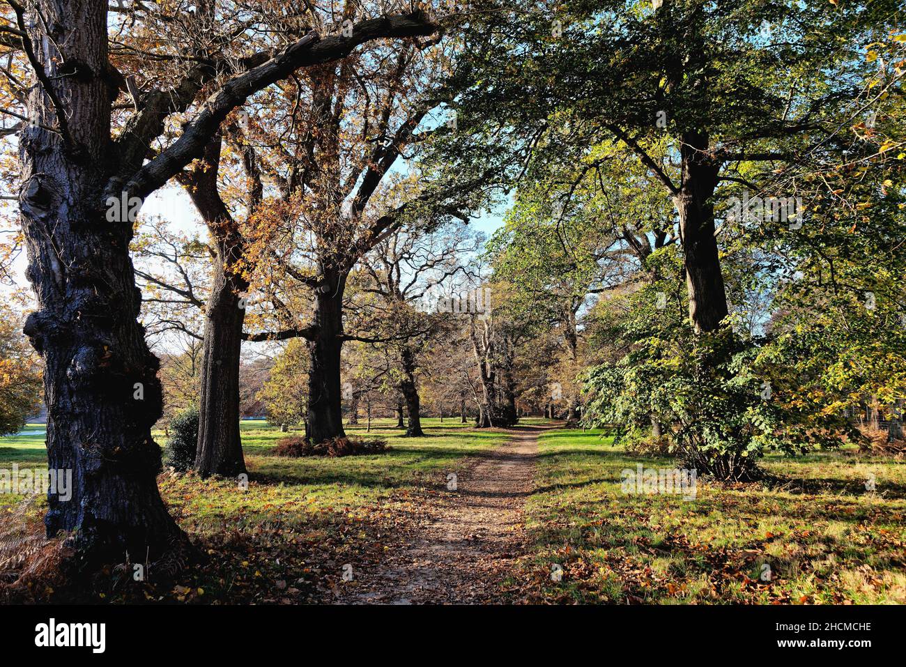 The countryside in Windsor Great Park on a sunny winters day. Berkshire England UK Stock Photo