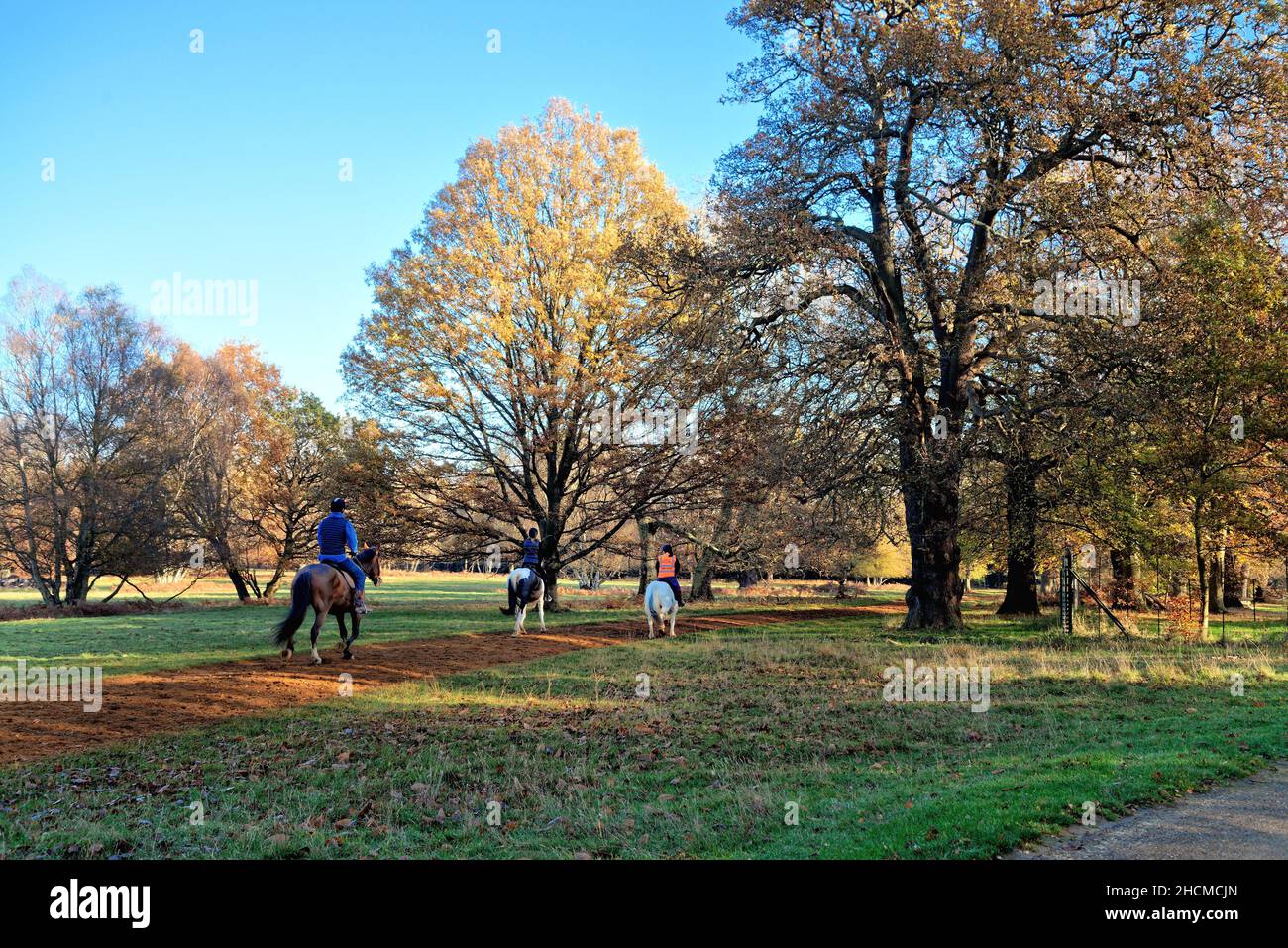 Three horse riders in Windsor Great Park on sunny winters day