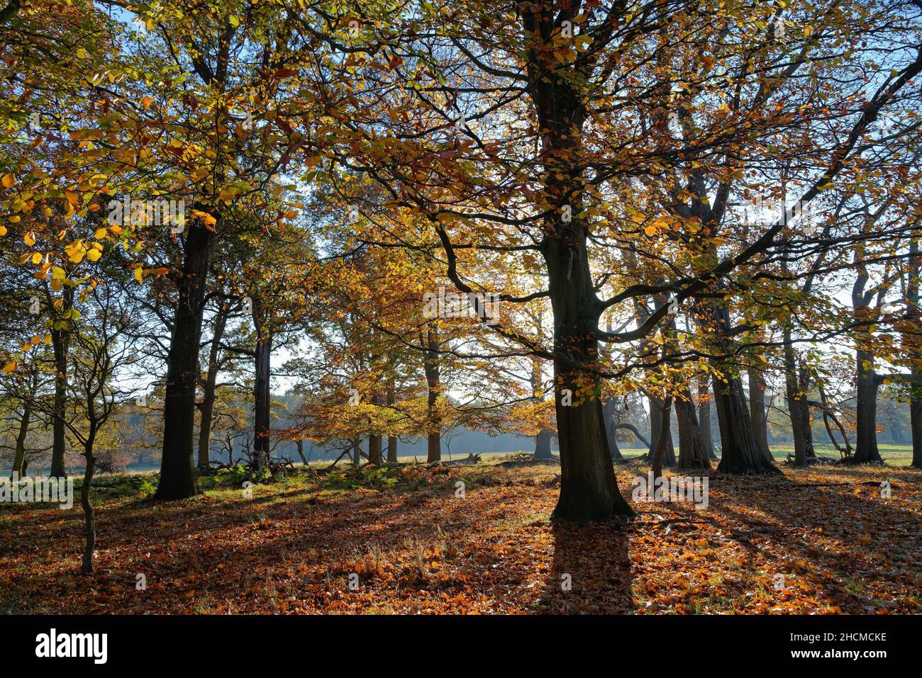 The countryside in Windsor Great Park on a sunny winters day. Berkshire England UK Stock Photo
