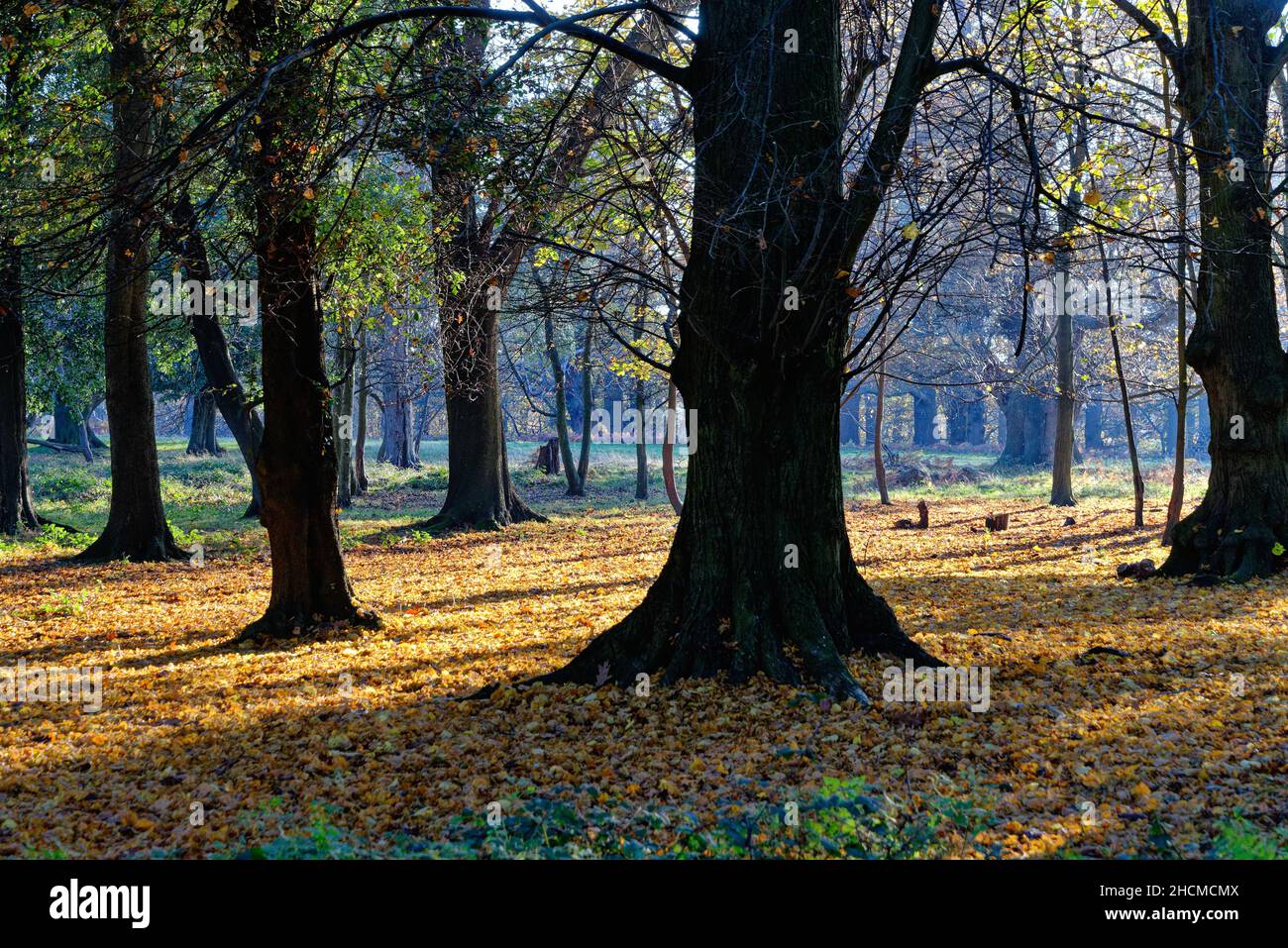 The countryside in Windsor Great Park on a sunny winters day. Berkshire England UK Stock Photo